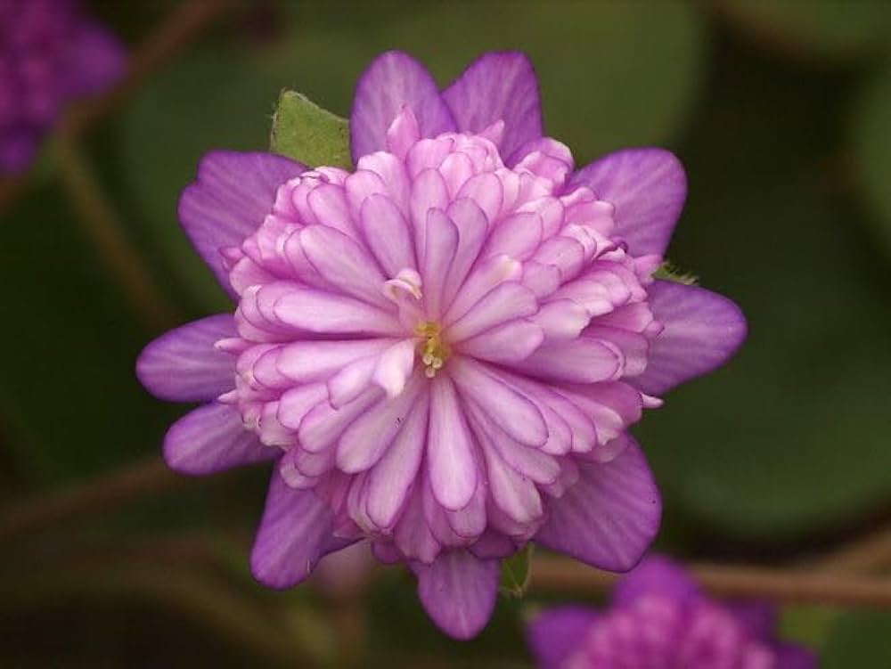 Alpine Blumensamen zur Aussaat Alpine Mischung highland Stein Garten