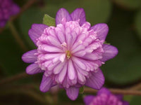 Alpine Blumensamen zur Aussaat Alpine Mischung highland Stein Garten
