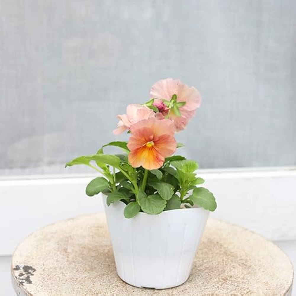 Inspire Pfirsichfarben Shades Blumensamen Soft – Warm Garten Blüten