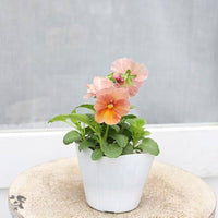 Inspire Pfirsichfarben Shades Blumensamen Soft – Warm Garten Blüten