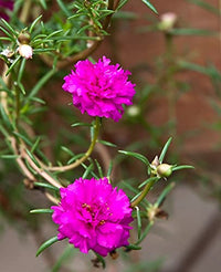 Rosa Portulaca Grandiflora Samen zur Aussaat – leuchtend einjährig Blumen