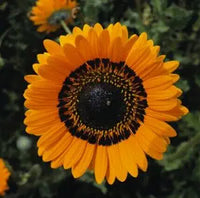 Orange prince venidium samen for bold blumen