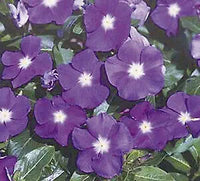 Immergrün Sunsplash Blau Samen Blau Blumen