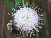 Knopf Strauch Samen zur Aussaat Hausgarten Blume Beet