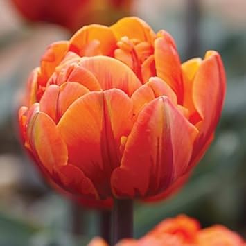 Tulip blume samen for anpflanzung fragrant blossoms heirloom & gmo free samen for home garten 
 
 sale for anpflanzung in home garten