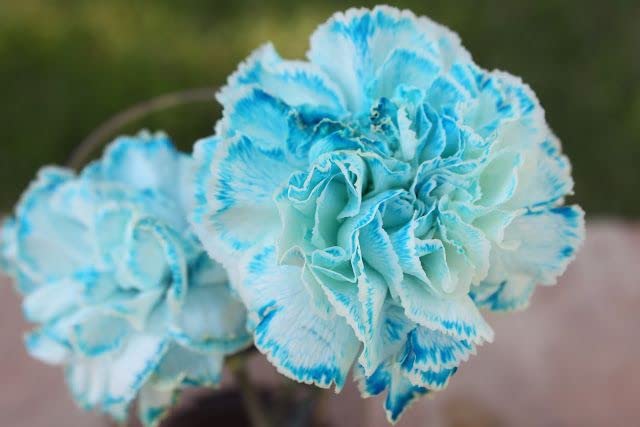 Himmelblau Nelke Blumensamen zur Aussaat – kompakt Wuchs – Traditionssorte & ohne Gentechnik Samen Hausgarten