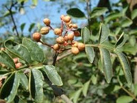 Braun zanthoxylum blume samen for anpflanzung - wildflower mix, heirloom & gmo free samen for home garten
 
 sale for anpflanzung in home garten.