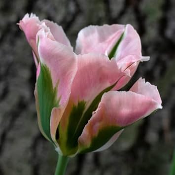Grün rosa tulip blume samen for anpflanzung - wildflower mix, heirloom & gmo free samen for home garten
 
 sale for anpflanzung in home garten.