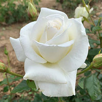 Rose Blumensamen Timeless Garten Elegance