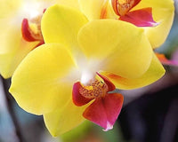 hell Gelb Dendrobium Blumensamen zur Aussaat – Halbschatten verträglich – Traditionssorte & ohne Gentechnik Samen Hausgarten