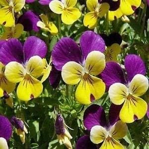 Mixed viola tricolor blume samen for anpflanzung - hardy variety, heirloom & gmo free samen for home garten
 
 sale for anpflanzung in home garten