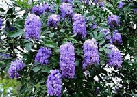 Heirloom sophora secundiflora blume samen for anpflanzung compact growth heirloom & gmo free samen for home garten 
 
 sale for anpflanzung in home garten
