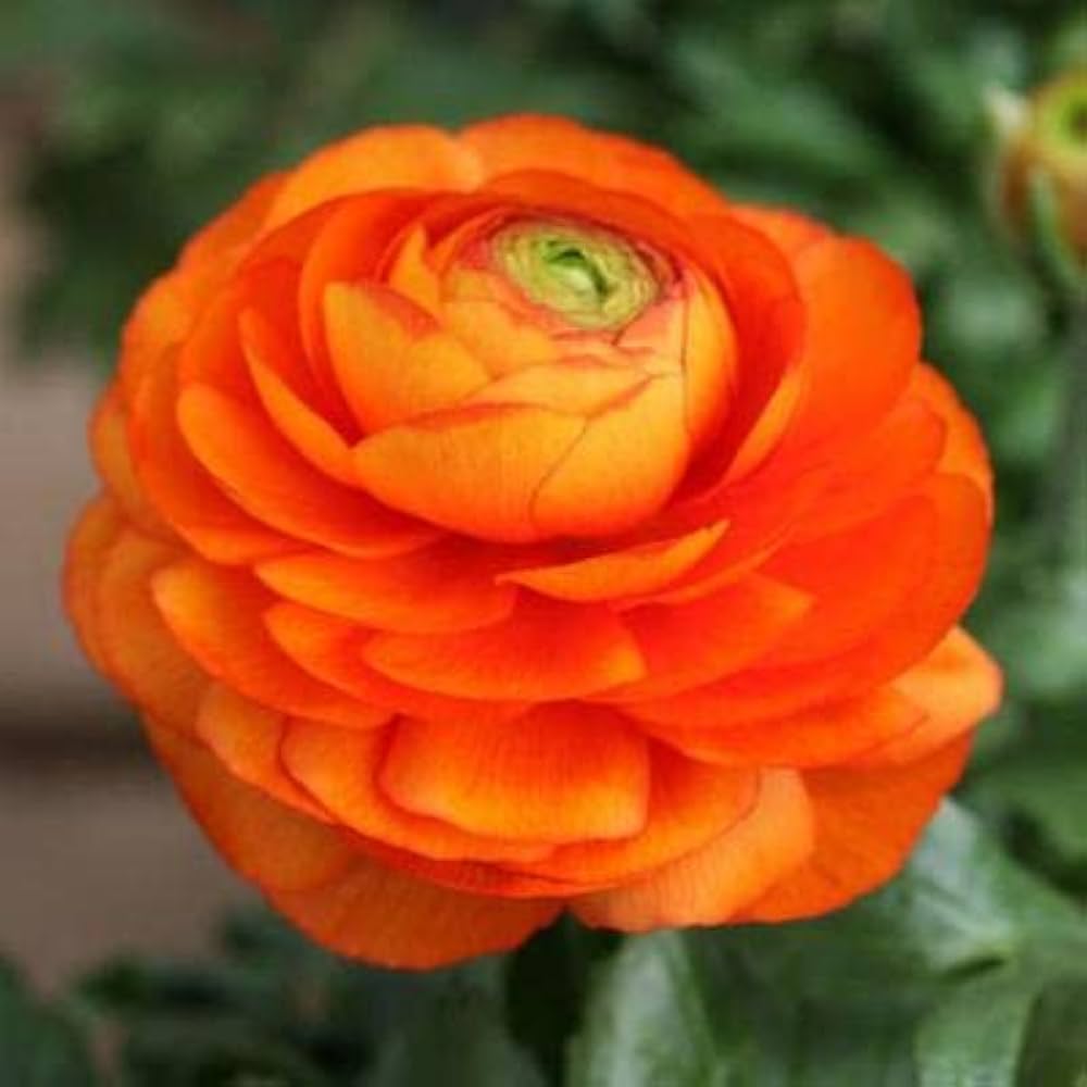 Rot-Gelb Ranunculus Blumensamen zur Aussaat – sonnenliebend – Traditionssorte & ohne Gentechnik Samen Hausgarten