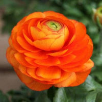 Rot-Gelb Ranunculus Blumensamen zur Aussaat – sonnenliebend – Traditionssorte & ohne Gentechnik Samen Hausgarten
