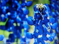 Blau bonnet blume samen for anpflanzung - cottage garten essential, heirloom & gmo free samen for home garten
 
 sale for anpflanzung in home garten.