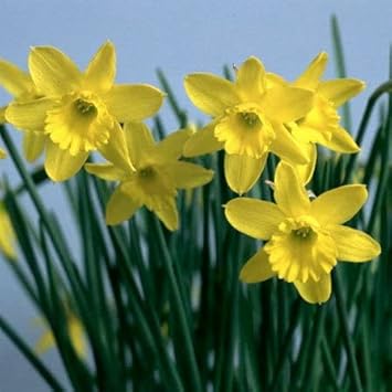Light gelb narcissus blume samen for anpflanzung - perfect for borders, heirloom & gmo free samen for home garten
 
 sale samen for anpflanzung in home garten