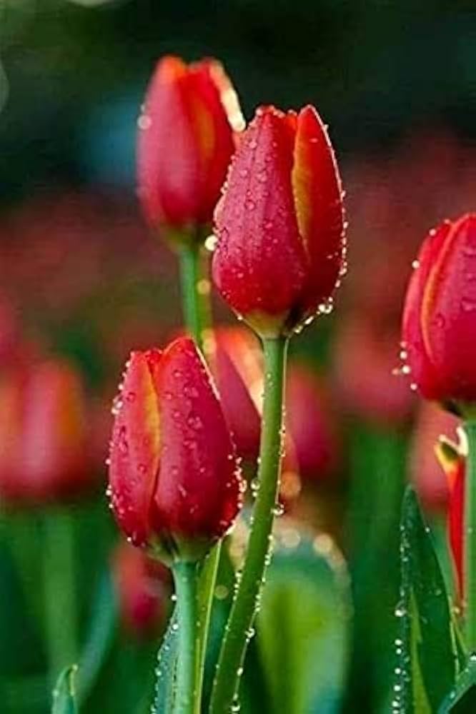 Bordeaux Tulpe Blumensamen zur Aussaat Schnitt Blume beliebt Traditionssorte & ohne Gentechnik Samen Hausgarten
