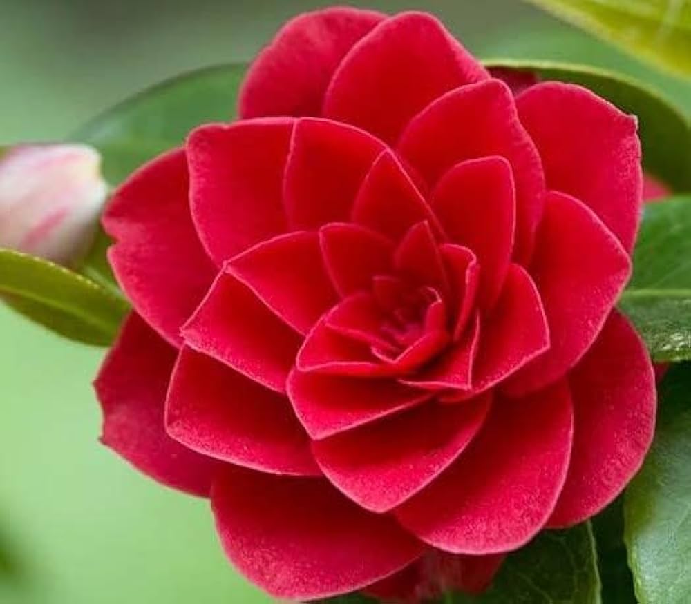 Kamelie Rot Weiß Blumensamen zur Aussaat – saisonal Dauerblüher – Traditionssorte & ohne Gentechnik Samen Hausgarten