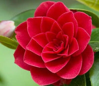 Kamelie Rot Weiß Blumensamen zur Aussaat – saisonal Dauerblüher – Traditionssorte & ohne Gentechnik Samen Hausgarten