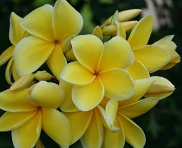 Frangipani light gelb blume samen for anpflanzung - easy to grow, heirloom & gmo free samen for home garten
 
 sale samen for anpflanzung in home garten