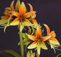Orange-grün hippeastrum blume samen for anpflanzung - cottage garten essential, heirloom & gmo free samen for home garten
 
 sale for anpflanzung in home garten.
