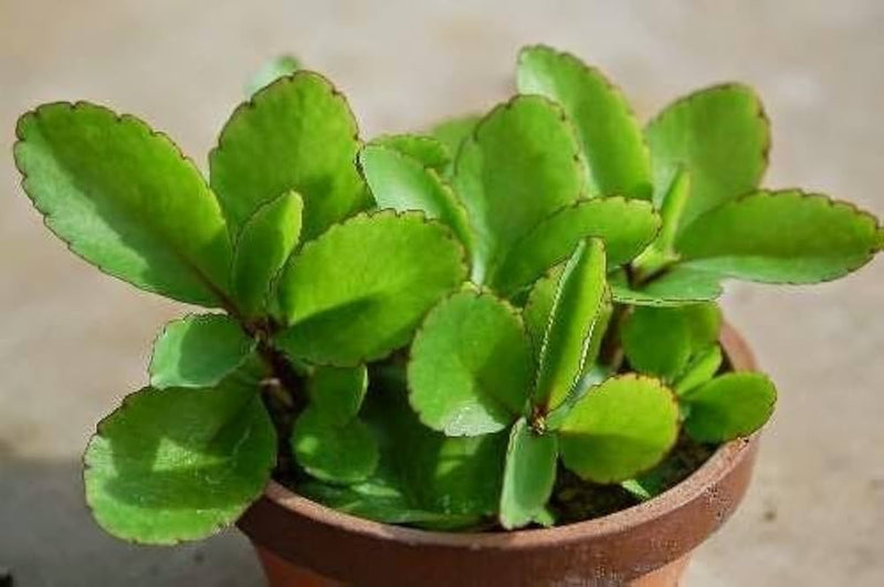 Bryophyllum pinnatum blume samen for anpflanzung - garten favorite, heirloom & gmo free samen for home garten
 
 sale samen for home garten