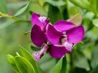 Polygala myrtifolia blume samen for anpflanzung - hardy variety, heirloom & gmo free samen for home garten
 
 sale samen for home garten