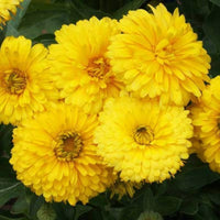Calendula Golden Emperor Samen zur Aussaat Landhaus Garten Blume Beds
