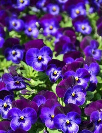 Navy Blau Swiss riesig Ullswater Lila Blumensamen mehrjährig Garten Design