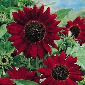 Dark rot sunflower samen for anpflanzung, heirloom non-gmo, high germination organic garten samen
 
 sale samen for home garten