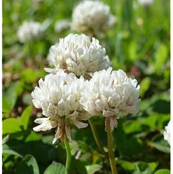 Dutch clover blume samen for anpflanzung - sun loving, heirloom & gmo free samen for home garten
 
 sale for anpflanzung in home garten