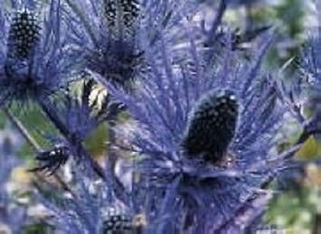 Blau eryngium blume samen for anpflanzung - easy to grow, heirloom & gmo free samen for home garten
 
 sale for anpflanzung in home garten