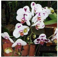 Weiß lila phalaenopsis orchid blume samen for anpflanzung - bright blooms, heirloom & gmo free samen for home garten
 
 sale for anpflanzung in home garten