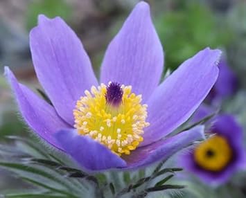 Himmelblau Anemone Pulsatilla Blumensamen zur Aussaat Landhaus Garten wichtig Traditionssorte & ohne Gentechnik Samen Hausgarten