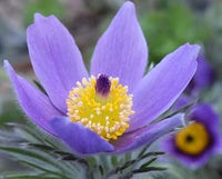 Himmelblau Anemone Pulsatilla Blumensamen zur Aussaat Landhaus Garten wichtig Traditionssorte & ohne Gentechnik Samen Hausgarten