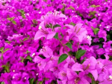 Bougainvillea spectabilis pflanze samen for bright climbing blumen