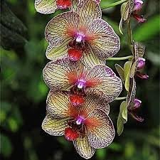 Cymbidium orchid blume samen for anpflanzung - long bloom season, heirloom & gmo free samen for home garten
 
 sale samen for home garten