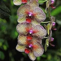 Cymbidium orchid blume samen for anpflanzung - long bloom season, heirloom & gmo free samen for home garten
 
 sale samen for home garten