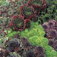 Sempervivum blume samen for anpflanzung - vibrant colors, heirloom & gmo free samen for home garten
 
 sale for anpflanzung in home garten