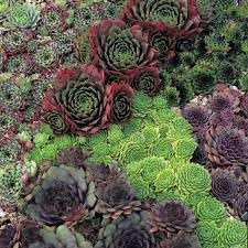 Sempervivum blume samen for anpflanzung - vibrant colors, heirloom & gmo free samen for home garten
 
 sale for anpflanzung in home garten