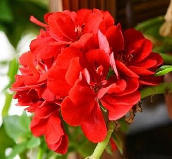 Rot sementes blume samen for anpflanzung - easy to grow, heirloom & gmo free samen for home garten
 
 sale for anpflanzung in home garten