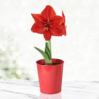 Ritterstern Samen – Barbados Lilie Blumensamen