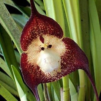 Monkey orchid blume samen for anpflanzung low maintenance heirloom & gmo free samen for home garten 
 
 sale for anpflanzung in home garten