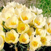 Gelb primrose blume samen for anpflanzung – shade tolerant heirloom & gmo free samen for home garten
 
 sale for anpflanzung in home garten