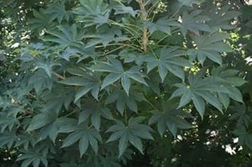 Kalopanax septemlobus aralia samen for anpflanzung - long bloom season, heirloom & gmo free samen for home garten
 
 sale samen for home garten