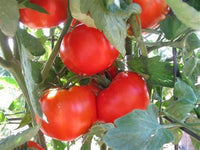 Homestead Tomate Solanum lycopersicum Samen zum Pflanzen - Ideal for Gemüse Patch & Urban Garden