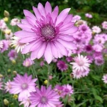 Lavender xeranthemum blume samen for anpflanzung - long bloom season, heirloom & gmo free samen for home garten
 
 sale samen for anpflanzung in home garten