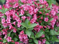 Weigela florida blume samen for anpflanzung bright blooms heirloom & gmo free samen for home garten 
 
 sale for anpflanzung in home garten