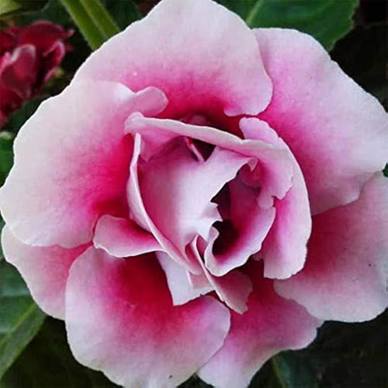 Semi di gloxinia brasiliana rosa tenue da seminare, amante del sole, varietà tradizionale e non OGM per il giardino domestico