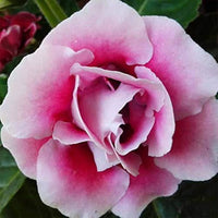 Soft Rosa Brazilian Gloxinie Blumensamen zur Aussaat sonnenliebend Traditionssorte & ohne Gentechnik Samen Hausgarten